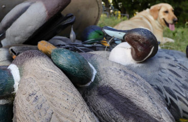 Duck decoys in a pile with a yellow lab