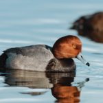 A redhead duck swims on a lake with reflection