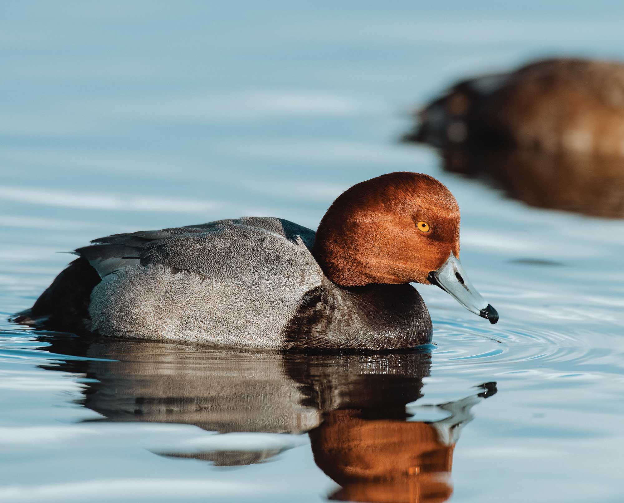 A redhead duck swims on a lake with reflection