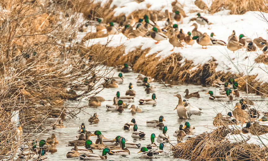 A large flock of mallards gathered at a snowy channel