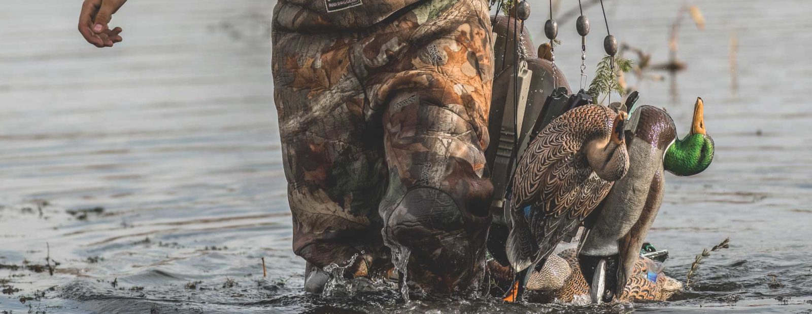 A hunter collects duck decoys from the water