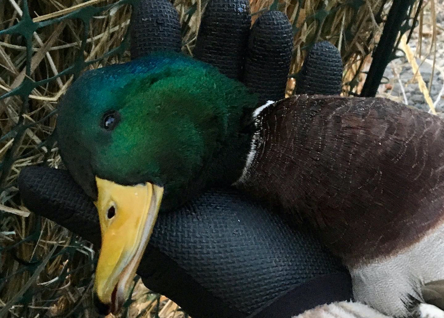 A male mallard held in a duck hunter's gloved hand