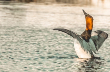 A male canvasback duck stretches his wings on a pond