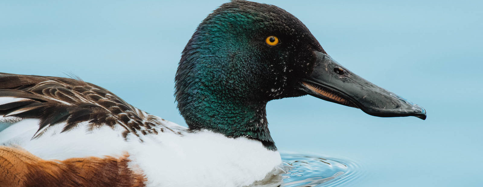 A male northern shoveler duck, or spoonie