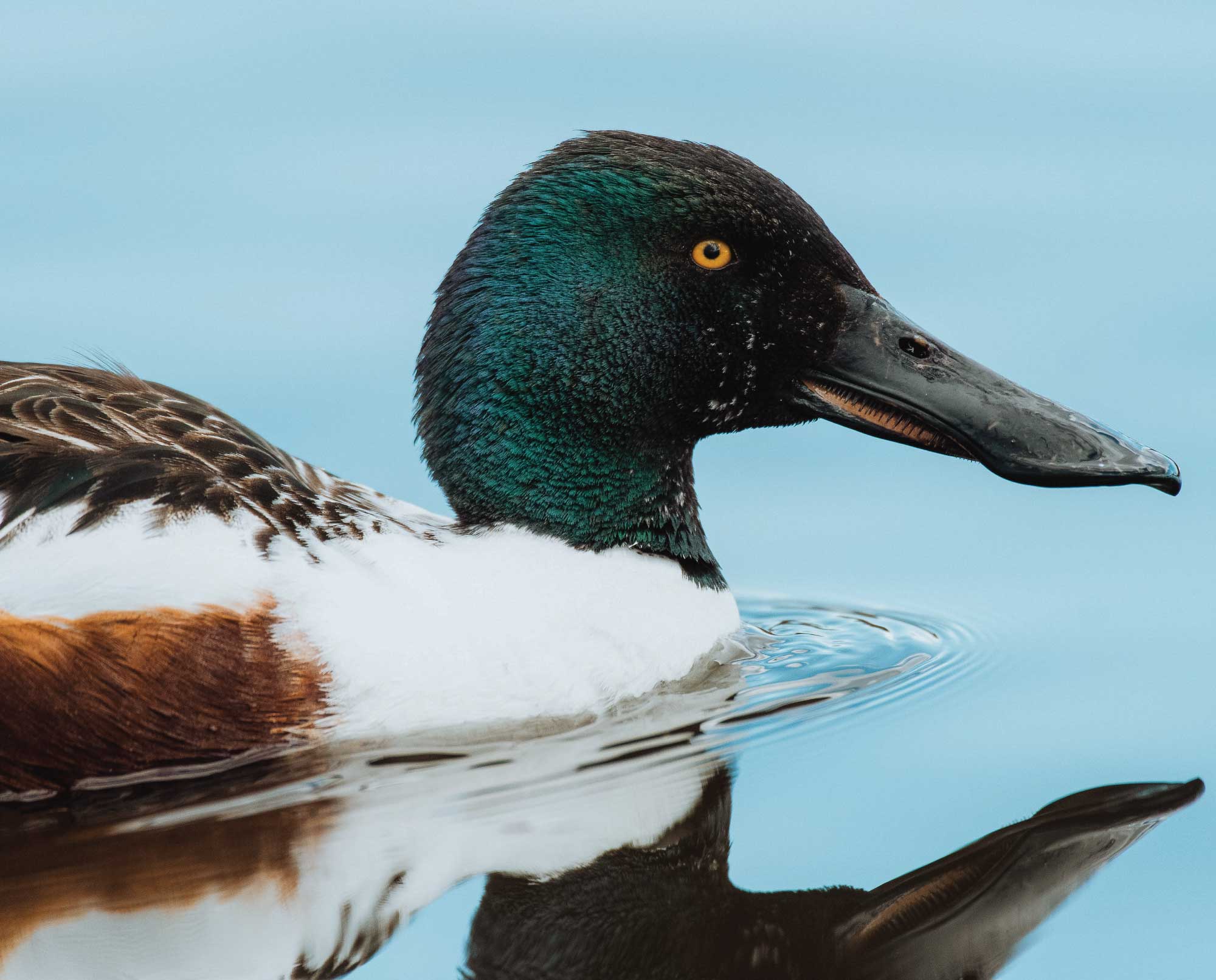 A male northern shoveler duck, or spoonie