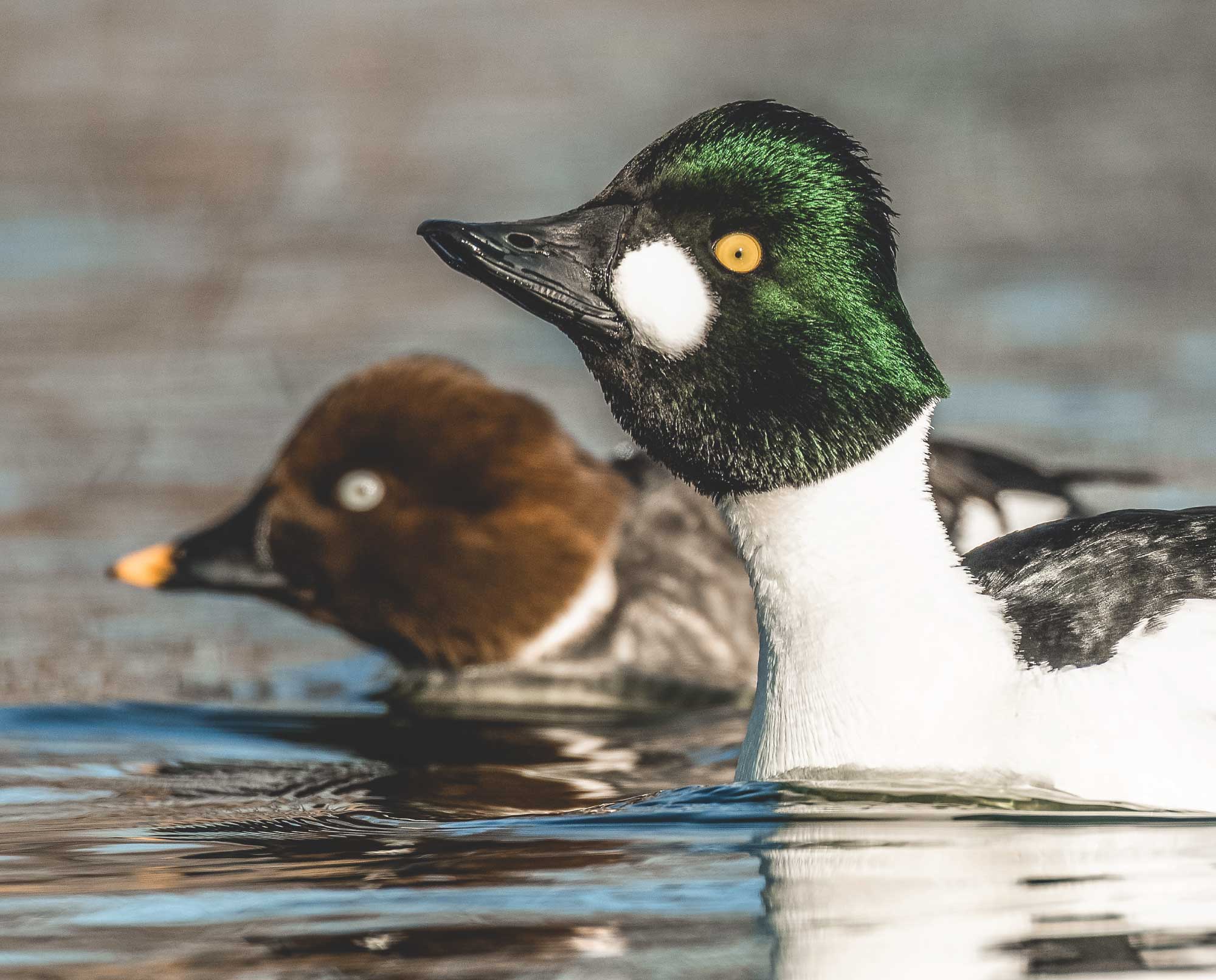 A male and female common goldeneye swim on a pond