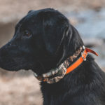 A black Labrador Retriever wearing an orange and camo collar