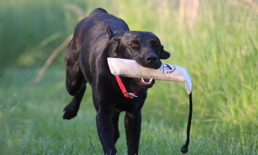 A black Labrador retrieves a training dummy