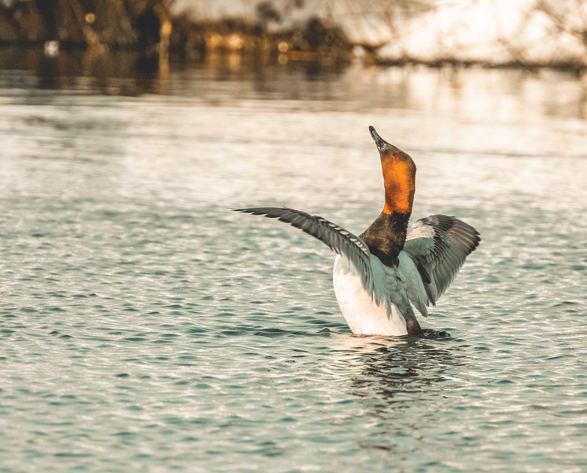 A male canvasback duck stretches his wings on a pond