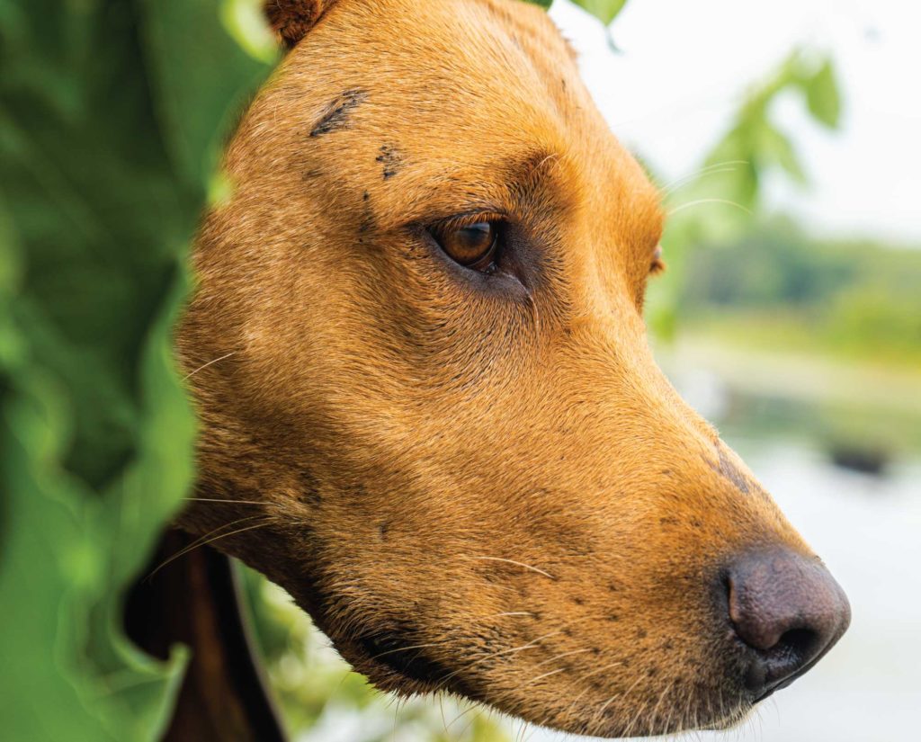 A labrador retriever waits for more retrievers during an early season teal hunt.

