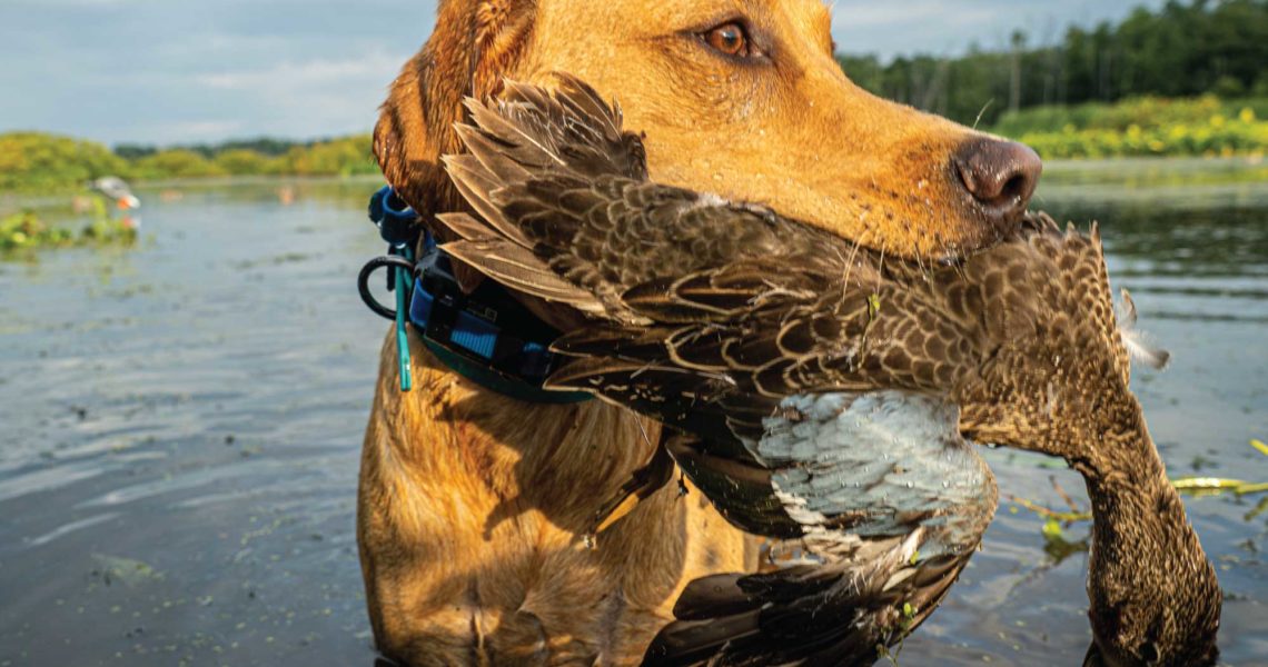 A Labrador retriever with a blue wing teal in its mouth after a retrieve.